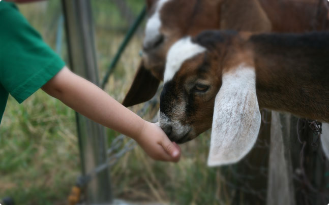 Petting Zoo - Sunny Crest FarmSunnycrest Farm
