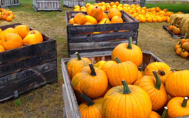 Sunnycrest Pick-your-own Apple Farm & Farmer's Market, Londonderry ...