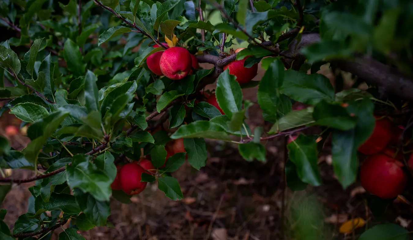 Resort - Pick Your Own