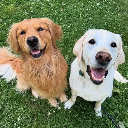 Dog Policy